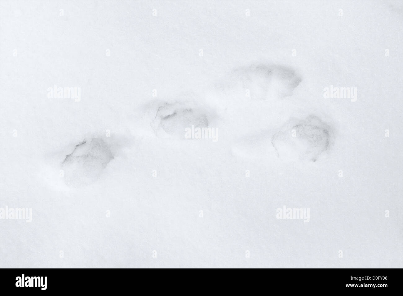 Empreinte d'un lièvre sur la neige fraîche Banque D'Images