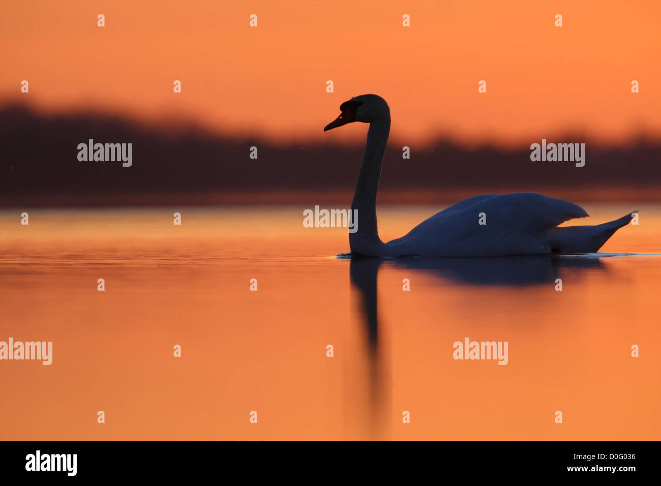 Mute swan (Cygnus olor) après le coucher du soleil. L'Europe Banque D'Images