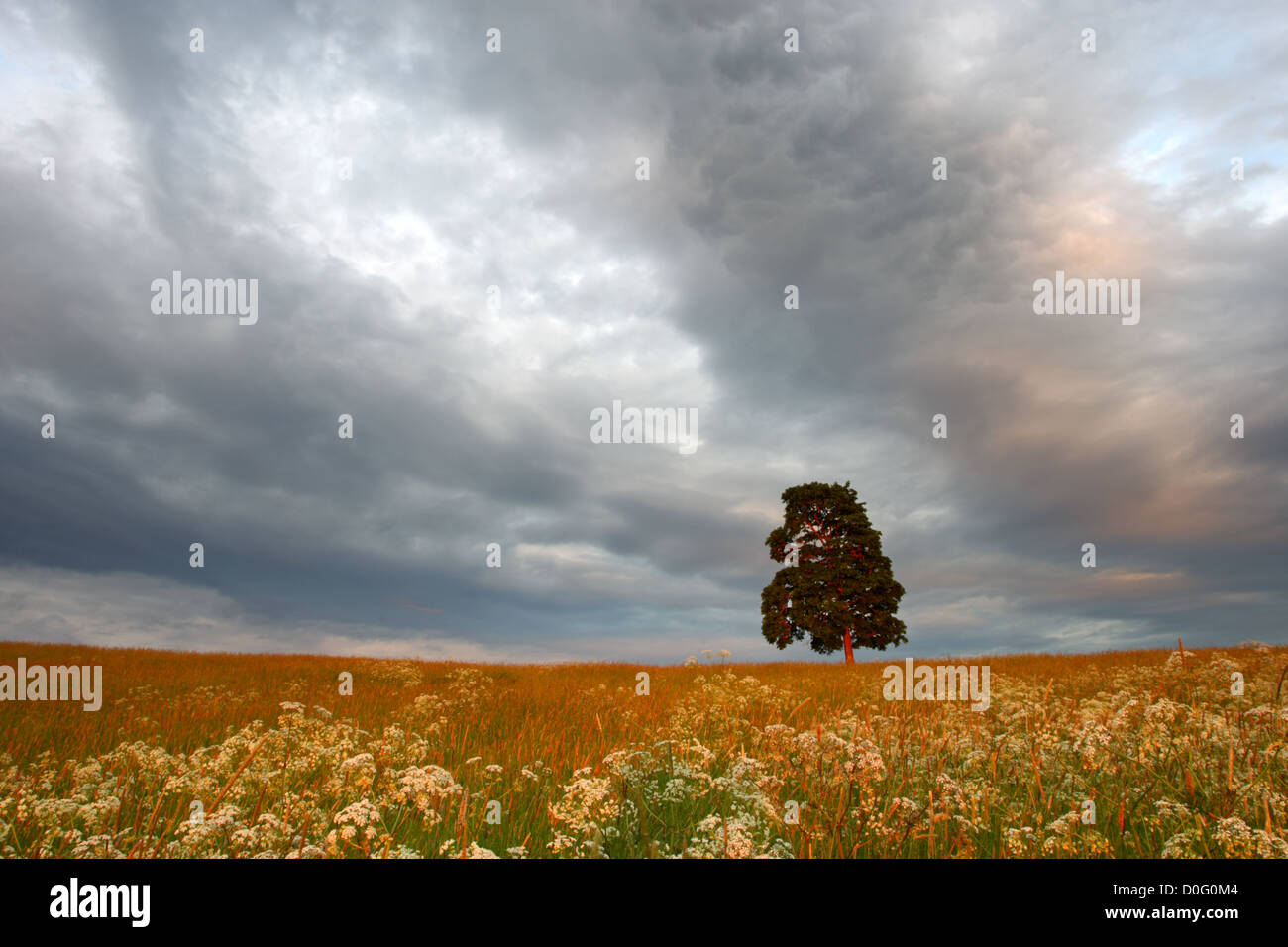 Prairie de fleurs et lonely tree. L'Europe Banque D'Images