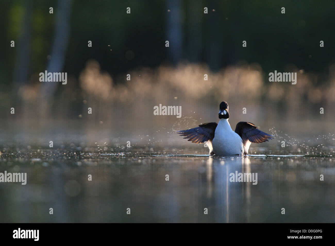 Goldeneye mâle (Bucephala clangula) étend ses ailes. L'Europe Banque D'Images