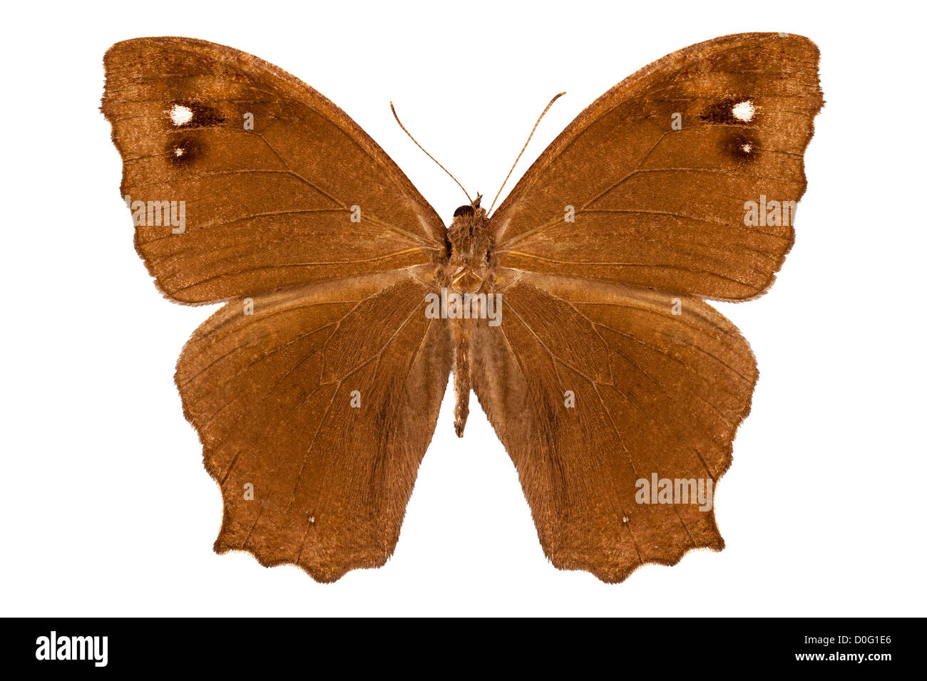 Espèces de papillons Melanitis leda 'commun soir Brown' Banque D'Images