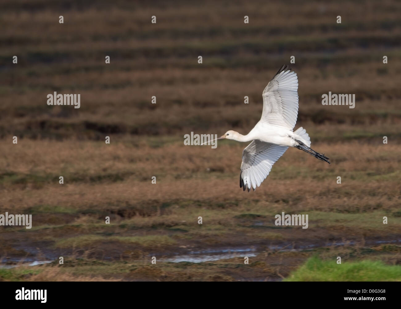 Plateinae, la spatule blanche en vol au dessus de Ryans Domaine Hayle Cornwall Banque D'Images