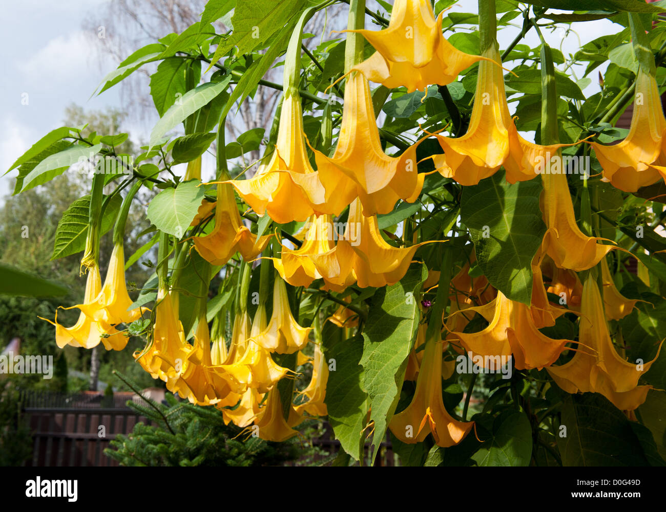 Nommé Anges Brugmansia Datura Trompettes ou Banque D'Images