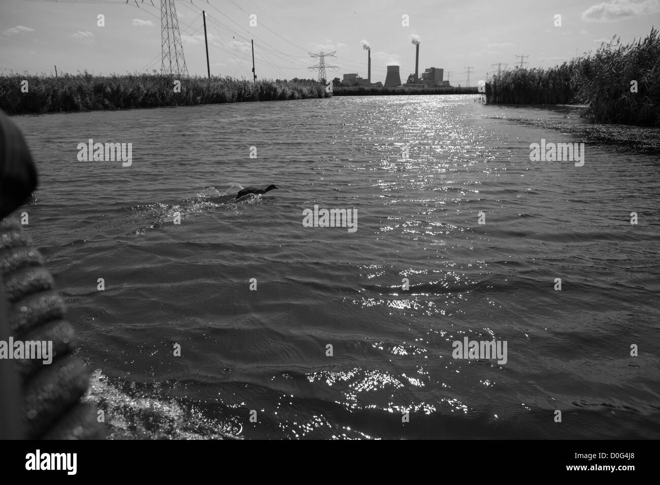 Foulque à Amercentrale fuyant power plant Geertruidenberg Néerlandais Holland noir et blanc Banque D'Images