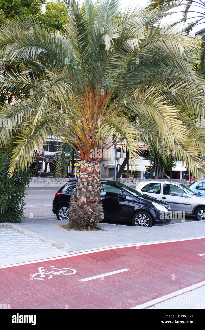 Voitures garées à proximité de palmiers à Palma de Majorque, Espagne Banque D'Images