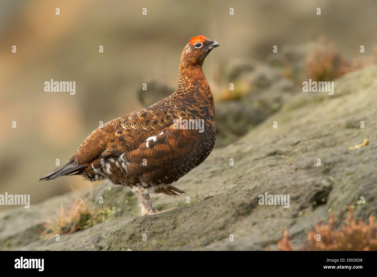 Lagopède des saules (Lagopus lagopus) sur les roches dans le Peak District. Banque D'Images