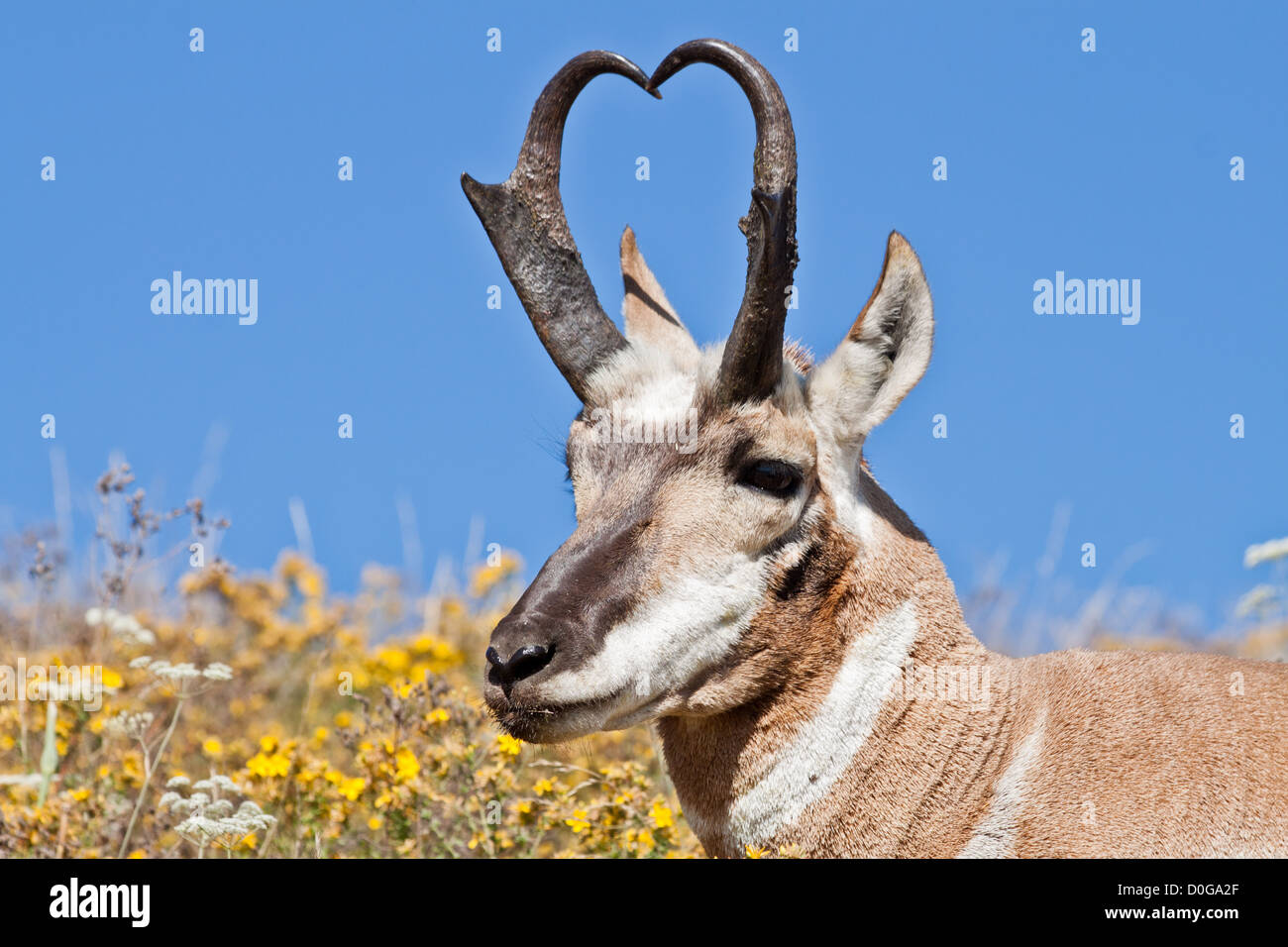 Pronghorn (Antilocapra americana), National Bison Range, Montana. Banque D'Images