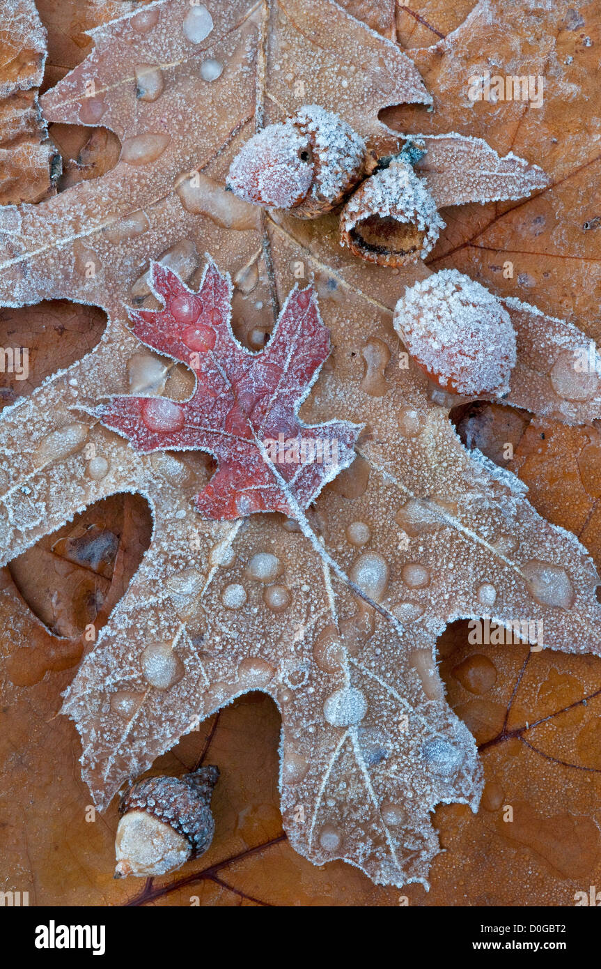 Glace et gel sur feuilles de chêne (Quercus sps ) E USA, par Skip Moody/Dembinsky photo Assoc Banque D'Images