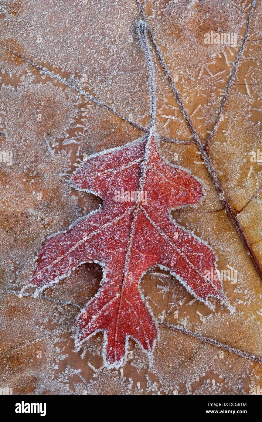 Frost on Swamp Oak Leaves (Quercus sps) fin automne, E USA, par Skip Moody/Dembinsky photo Assoc Banque D'Images