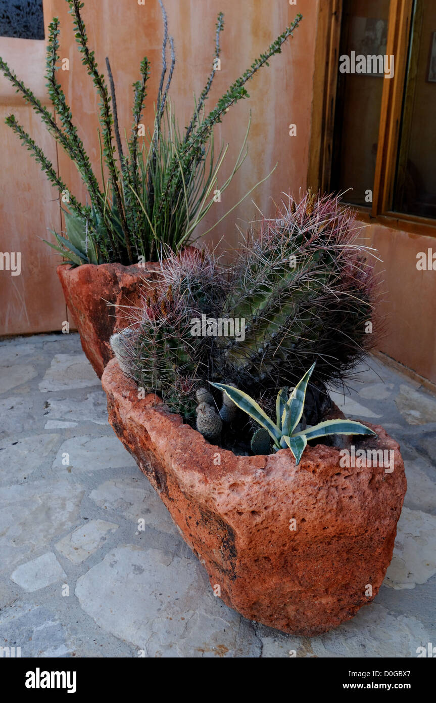 Cactus et au décor du sud-ouest de la société Restaurant à Lajitas Texas Banque D'Images