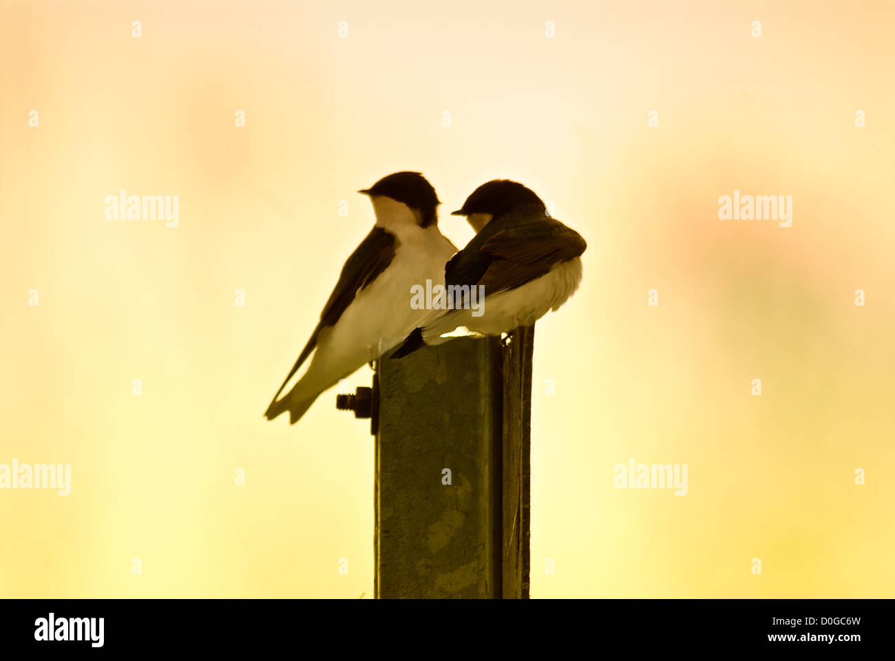 Regarder la peinture de 2 oiseaux sur un post Banque D'Images