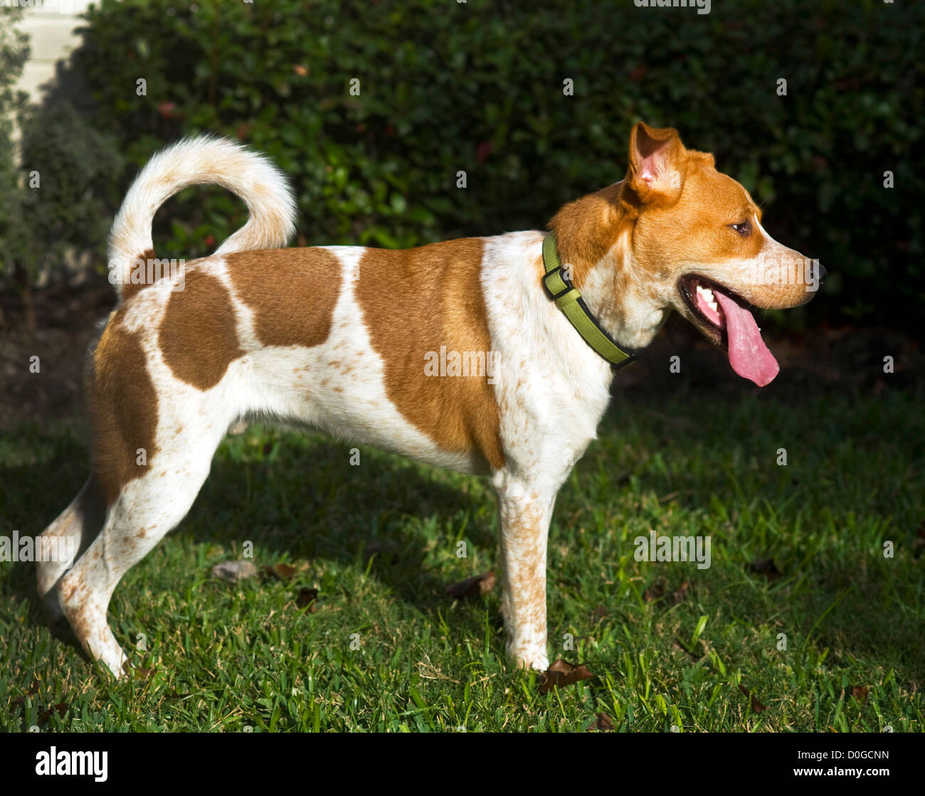 Vue latérale du Texas à talon rouge chien avec la langue sortie. Banque D'Images