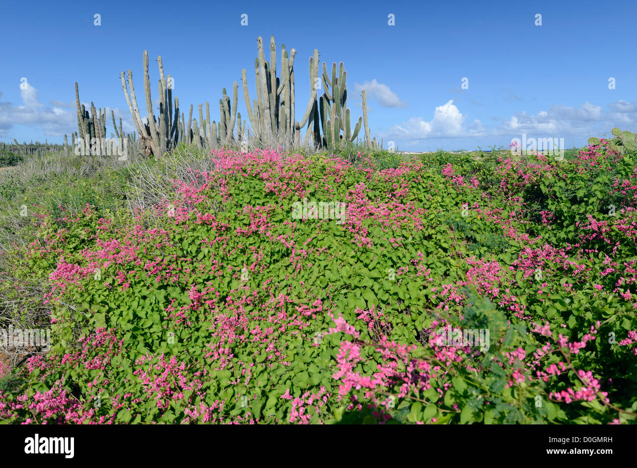 Paysage typique de Bonaire, Antilles néerlandaises, dans la mer des Caraïbes Banque D'Images