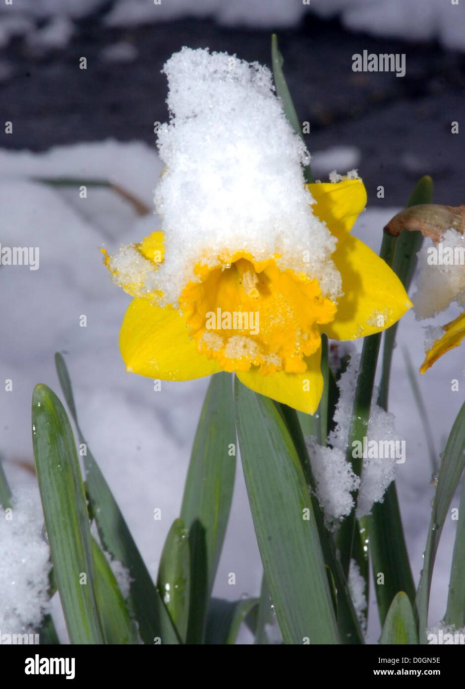 Dans la neige de la Jonquille Banque D'Images