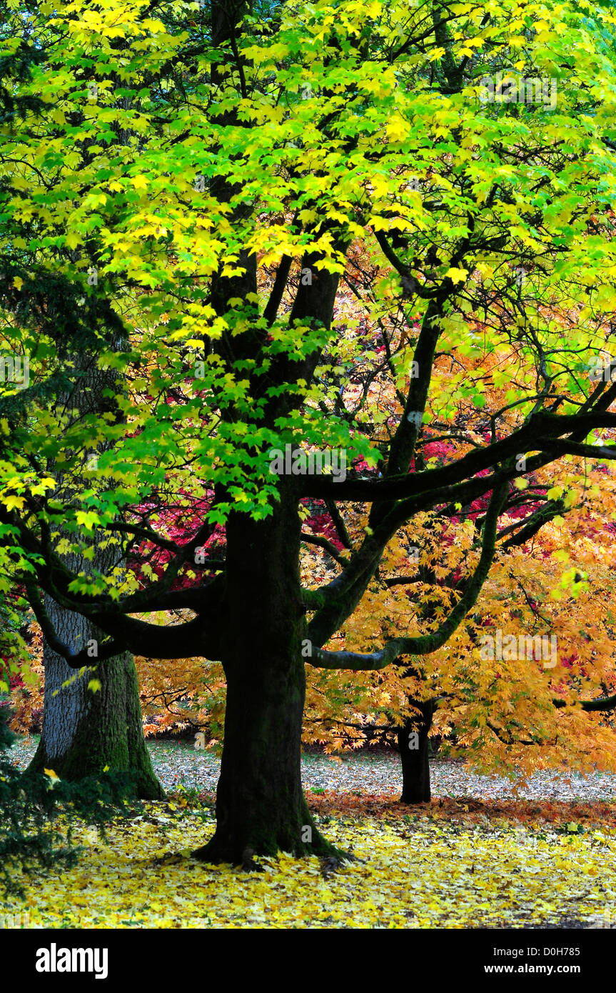 La Clairière Acer vieux Westonbirt Arboretum en automne UK Banque D'Images