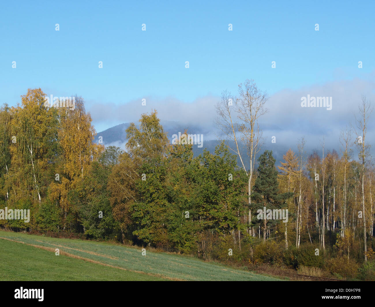 Paysage d'automne sur la montagne Hoher Bogen en arrière-plan dans la forêt de Bavière, Bavière, Allemagne Banque D'Images
