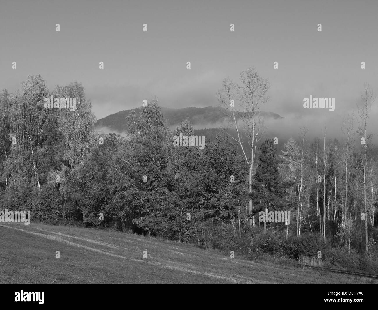 Paysage d'automne sur la montagne Hoher Bogen en arrière-plan dans la forêt de Bavière, Bavière, Allemagne Banque D'Images