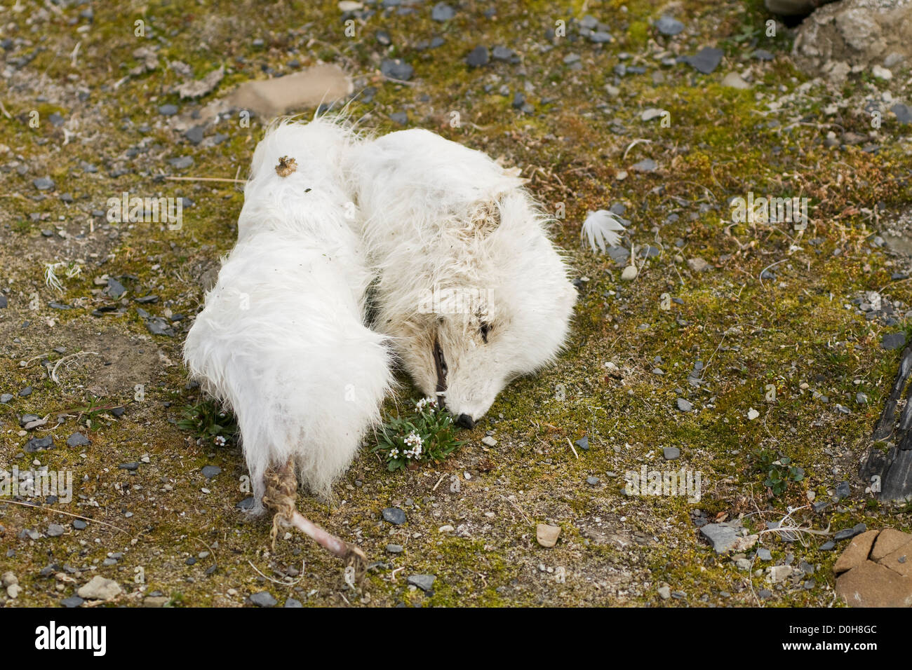 Une personne décédée le renard arctique (Alopex lagopus) trouvés dans la toundra en été, St Jonsfjord, côte ouest de Svalbard, Norvège. Banque D'Images