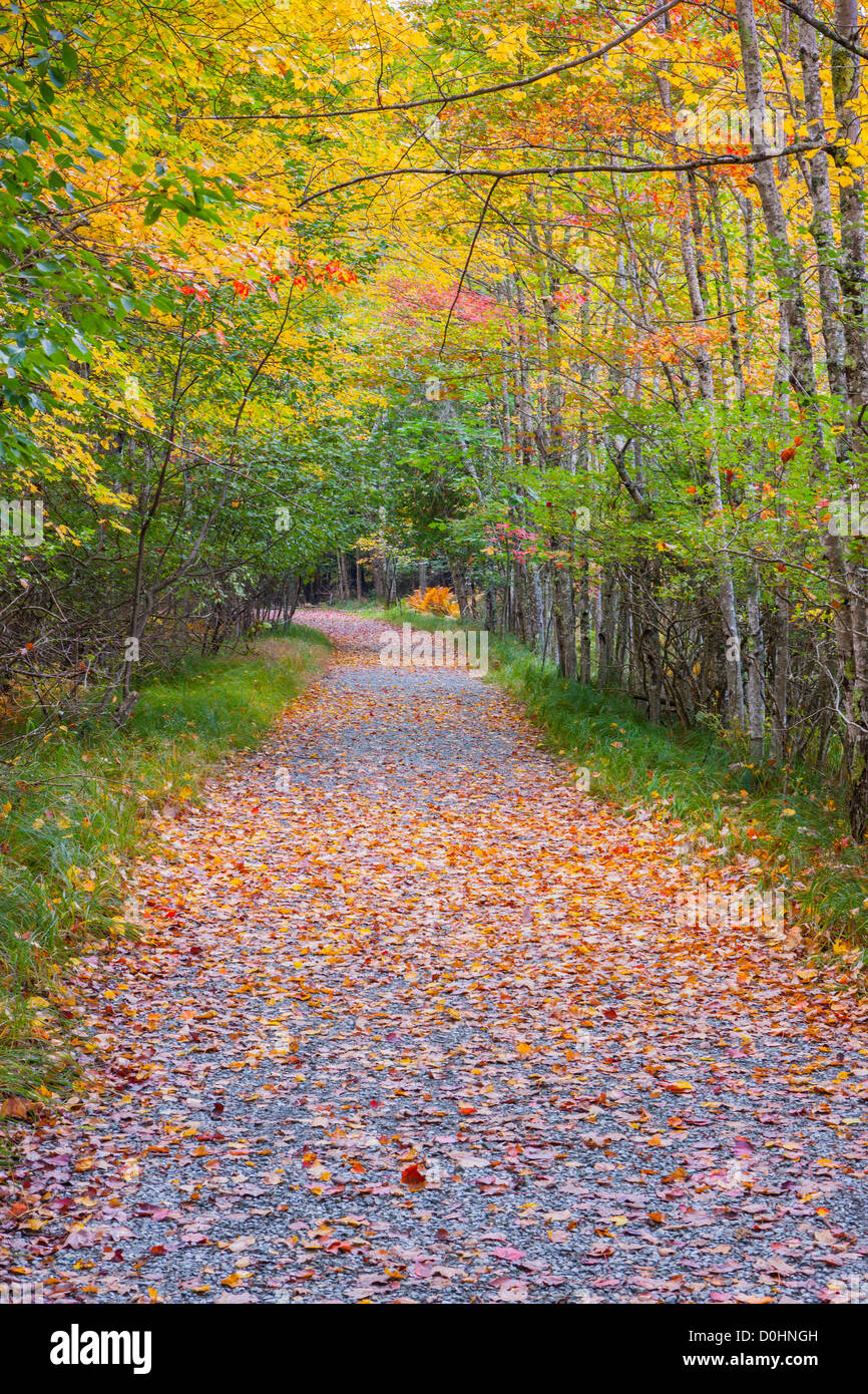 Couleurs d'automne en Acadie N.P, dans le Maine. Banque D'Images