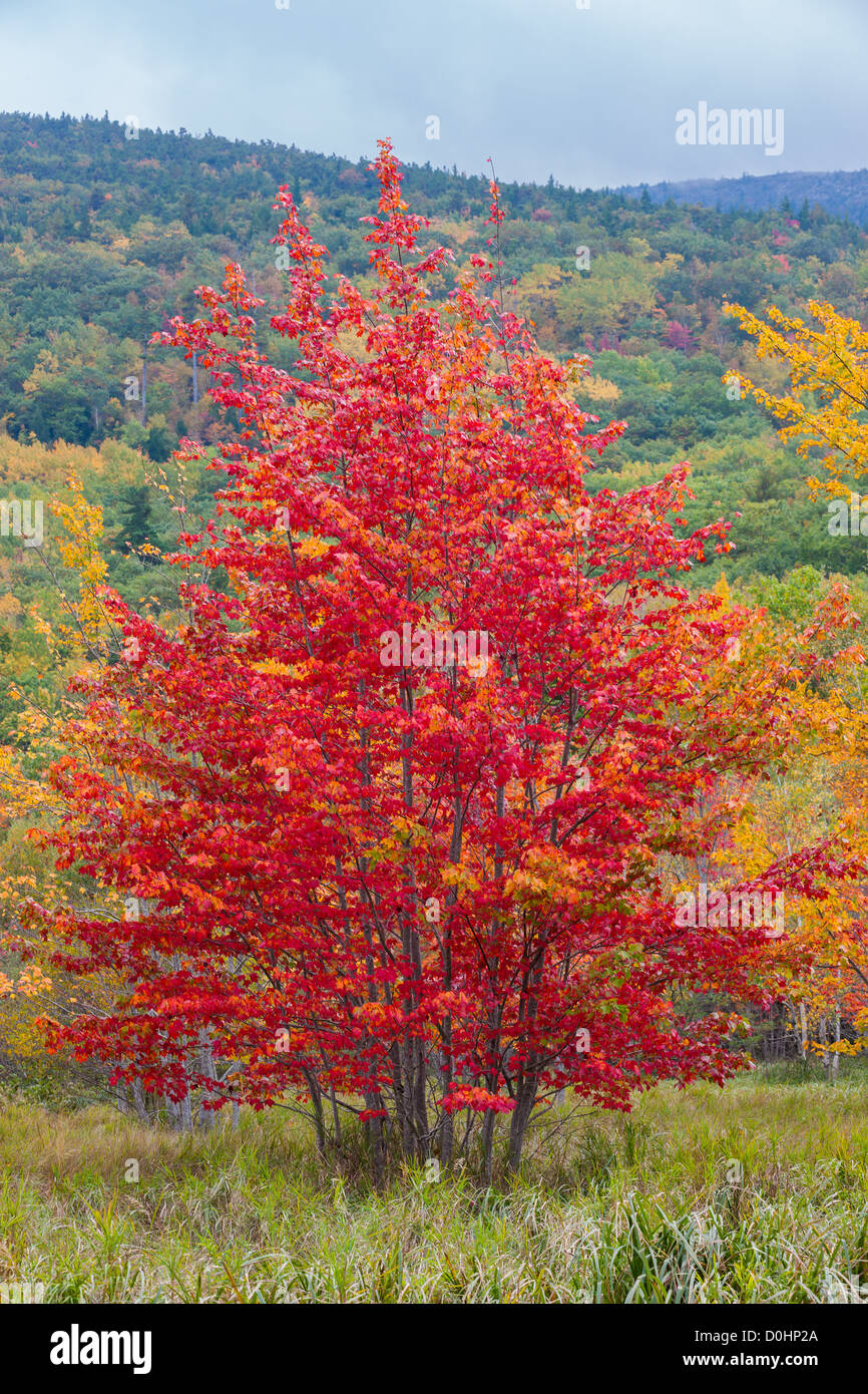 Couleurs d'automne en Acadie N.P, dans le Maine. Banque D'Images
