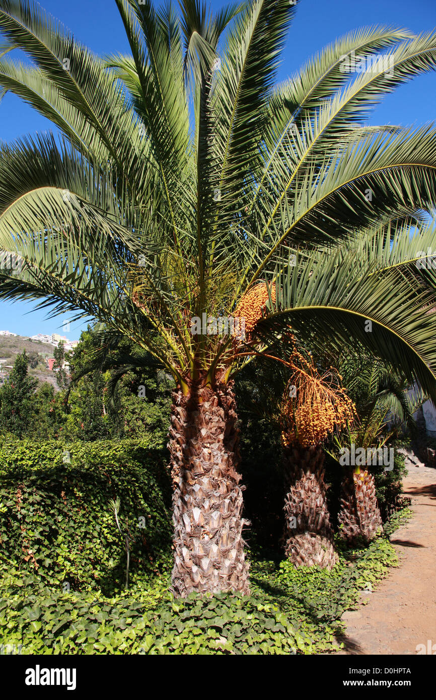 Île des dattiers, Phoenix canariensis, Arecaceae. Parque del Drago (Dragon Park), Santa Cruz de Tenerife, Tenerife, est Banque D'Images