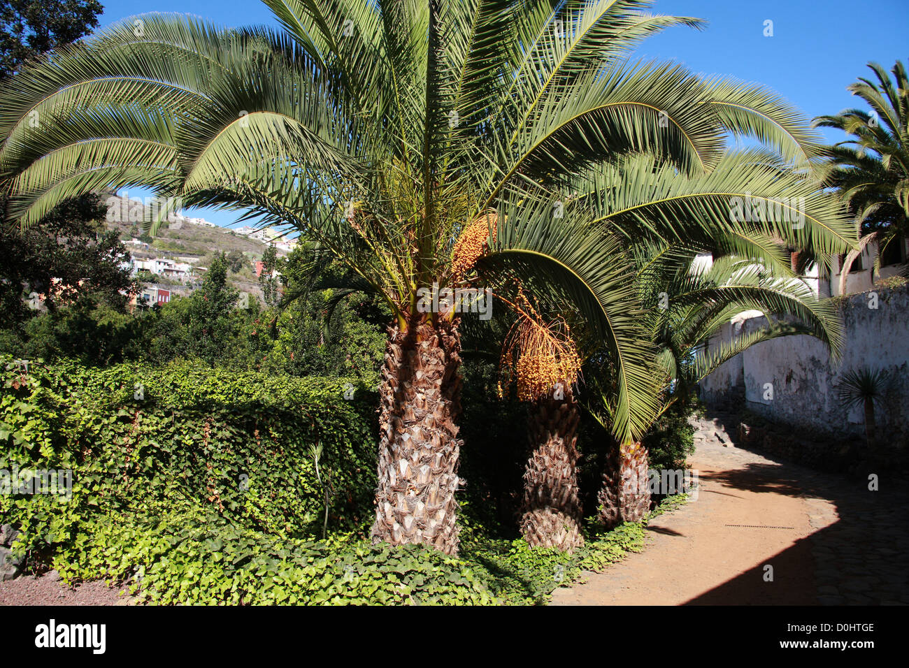 Île des dattiers, Phoenix canariensis, Arecaceae. Parque del Drago (Dragon Park), Santa Cruz de Tenerife, Tenerife, est Banque D'Images