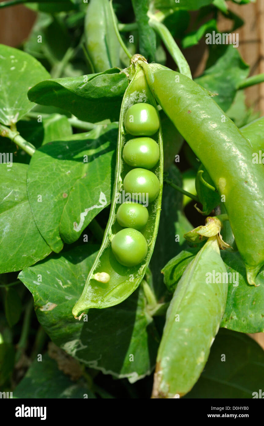 De plus en plus les petits pois dans le jardin Banque D'Images