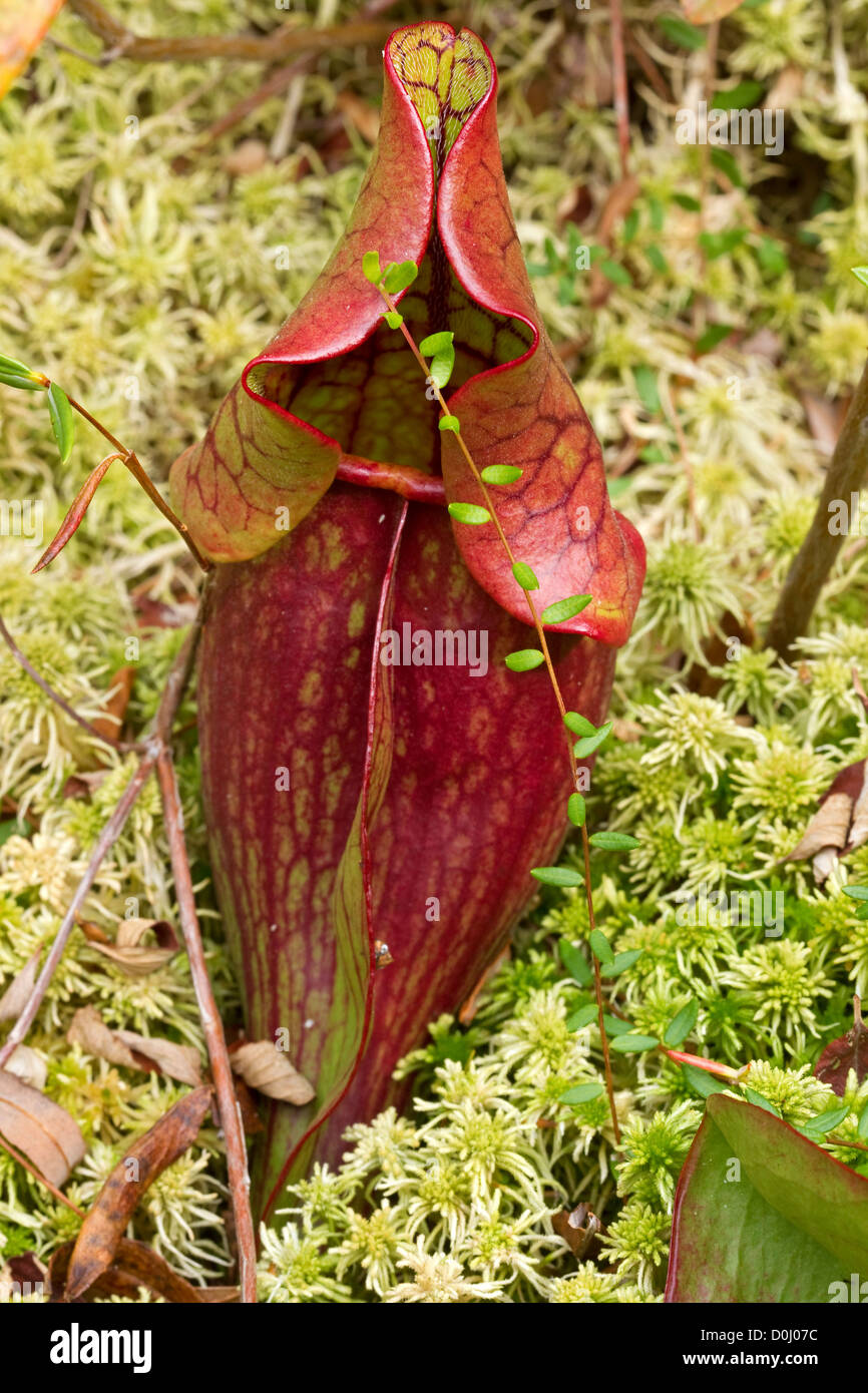 Le nord de la sarracénie pourpre (Sarracenia purpurea), au nord de la Tourbière, Springfield, Missouri, Close up Banque D'Images
