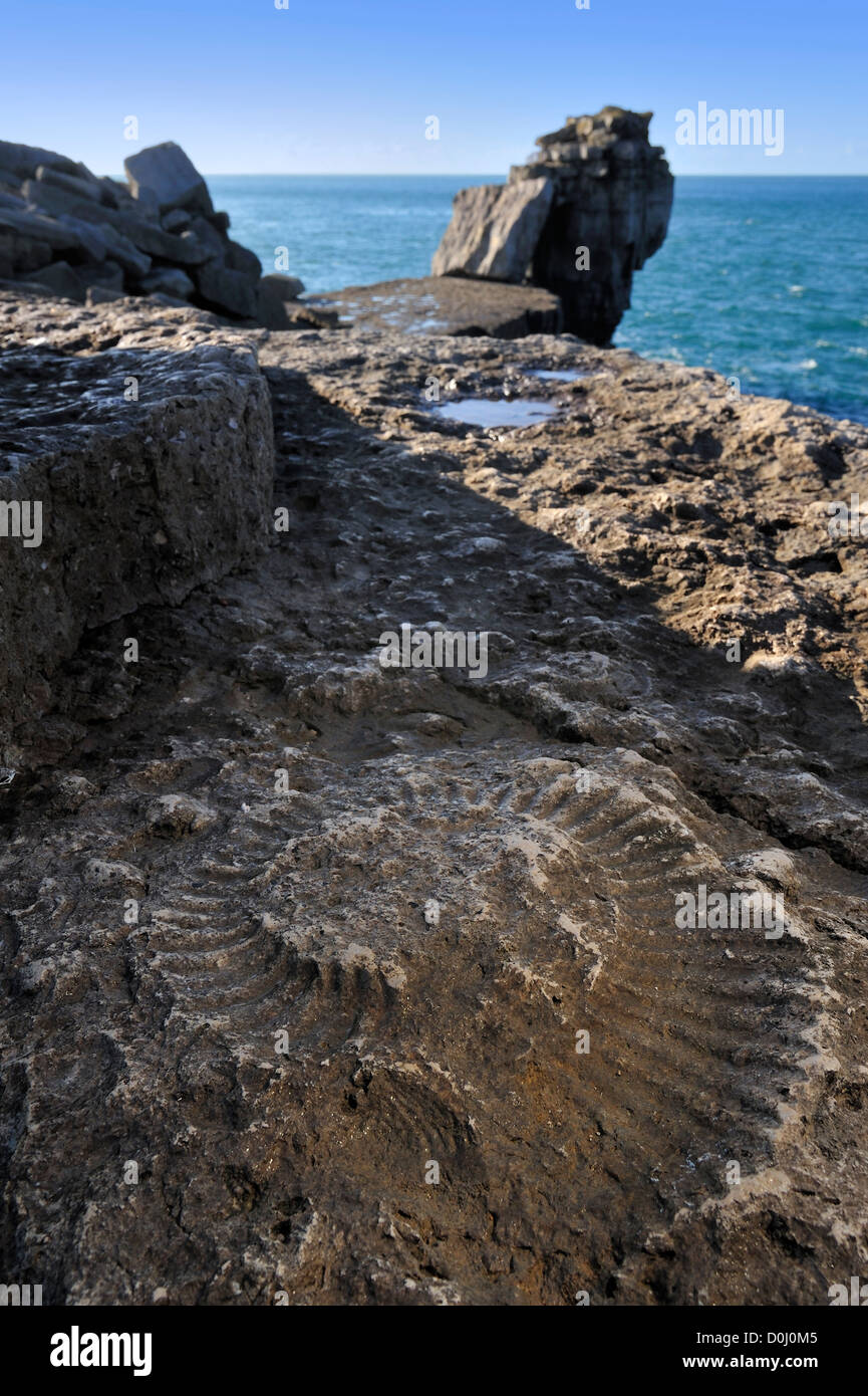 Fossiles Ammonite intégré dans rock, près de Pulpit Rock à Portland Bill, l'Île de Portland, Jurassic Coast, Dorset, Angleterre du Sud, UK Banque D'Images