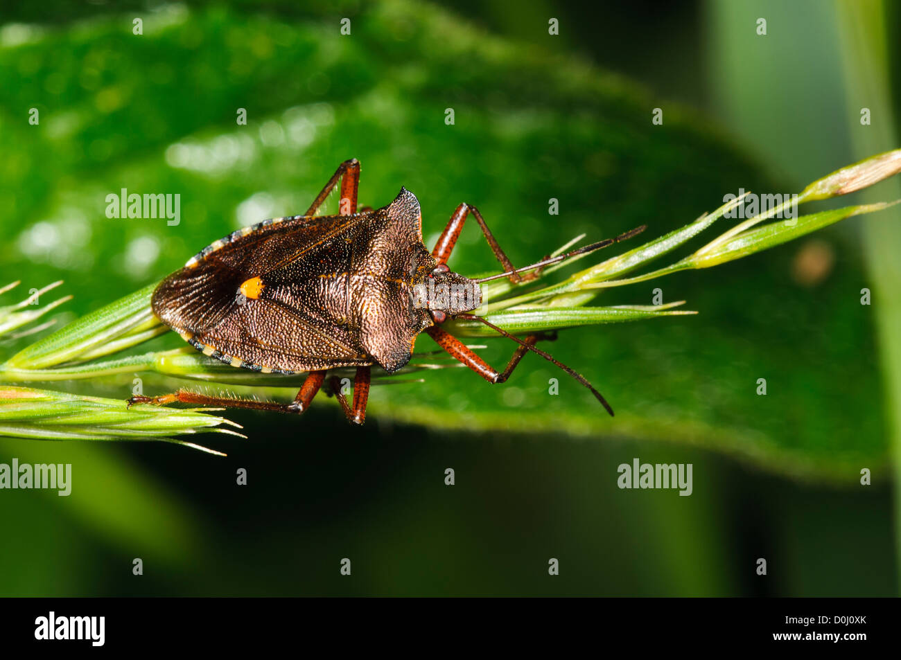 Une forêt bug (Pentatoma rufipes) accroché à une semence de gazon-tête à Wicken Fen, Cambridgeshire. juillet. Banque D'Images