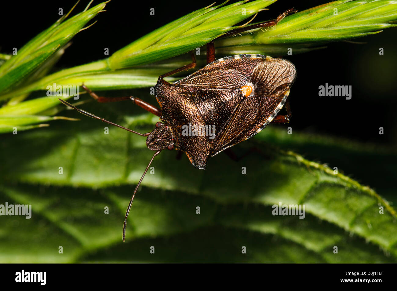 Une forêt bug (Pentatoma rufipes) accroché à une semence de gazon-tête à Wicken Fen, Cambridgeshire. juillet. Banque D'Images