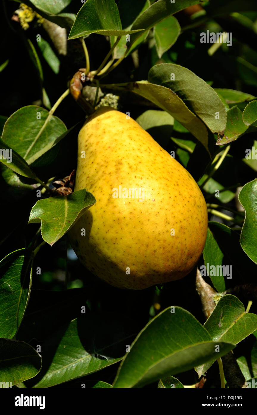 Poirier (Pyrus communis), variété : 'guyot', étant mûrissent sur la branche. Banque D'Images
