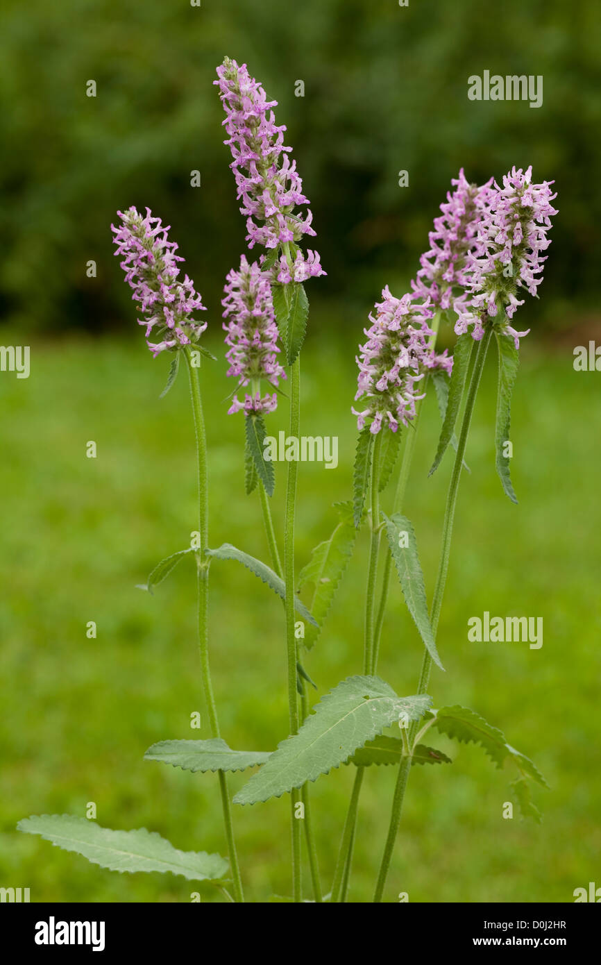 Stachys fleurs (Stachys grandiflora) sur fond vert Banque D'Images