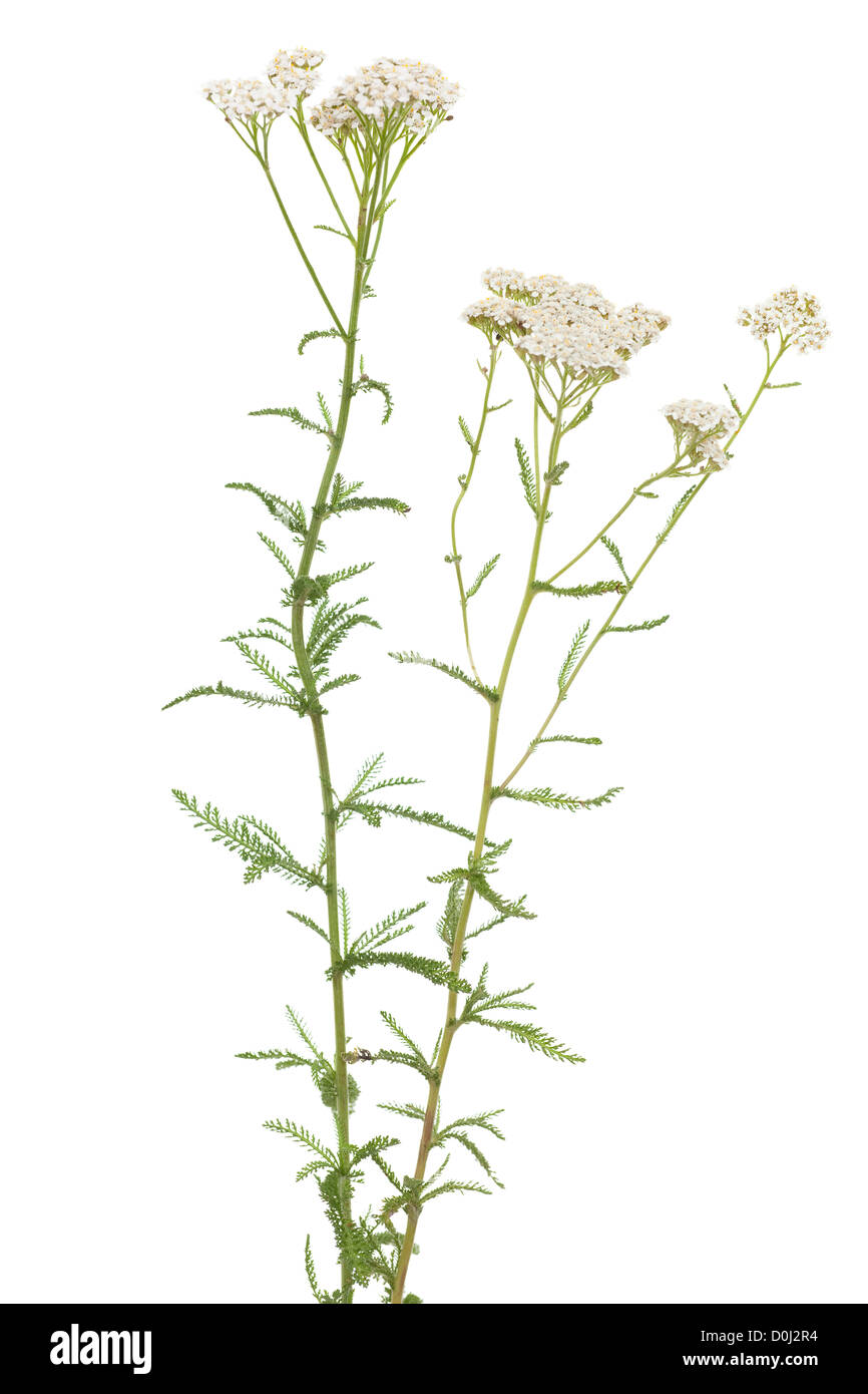 L'Achillea millefolium herbe blanche sur fond blanc Banque D'Images