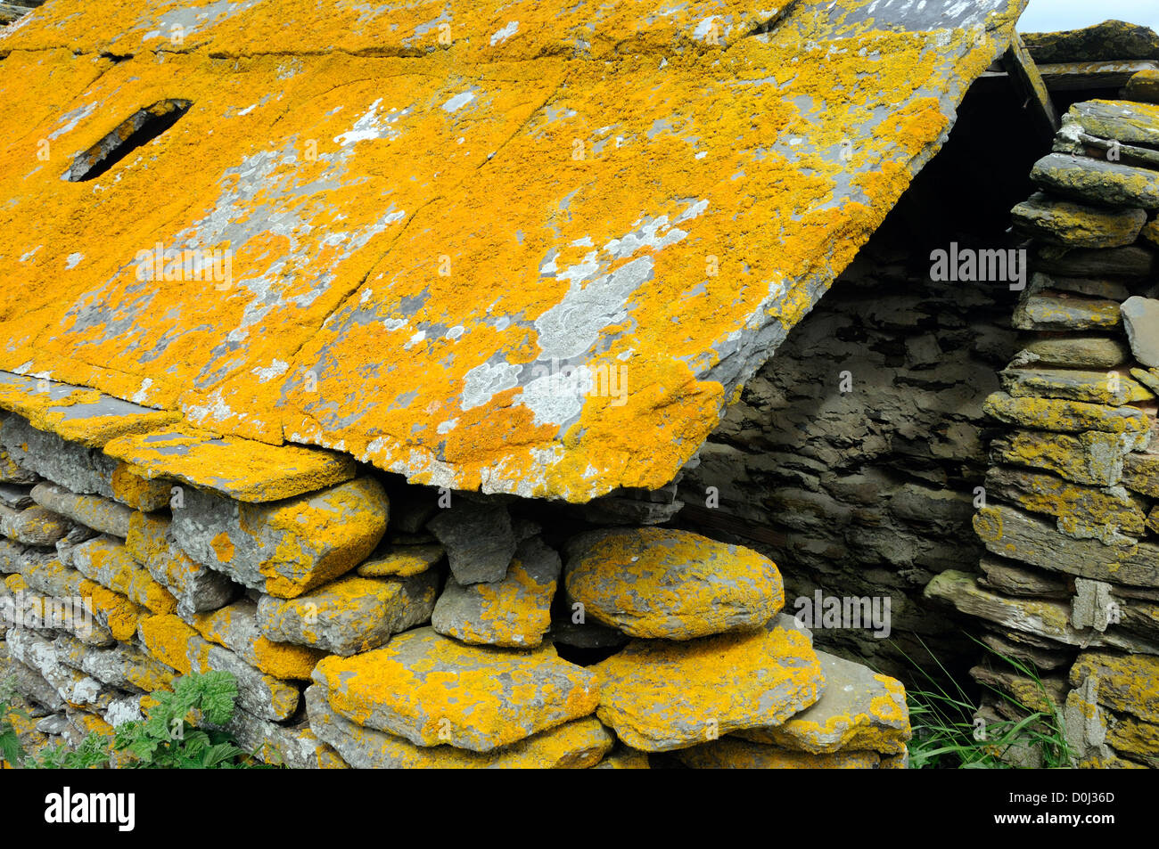 Dalles de pierre fendue recouvert de lichen orange utilisé comme tuiles sur une ancienne cabane de pierres. Continent, Orkney, Scotland UK. Banque D'Images