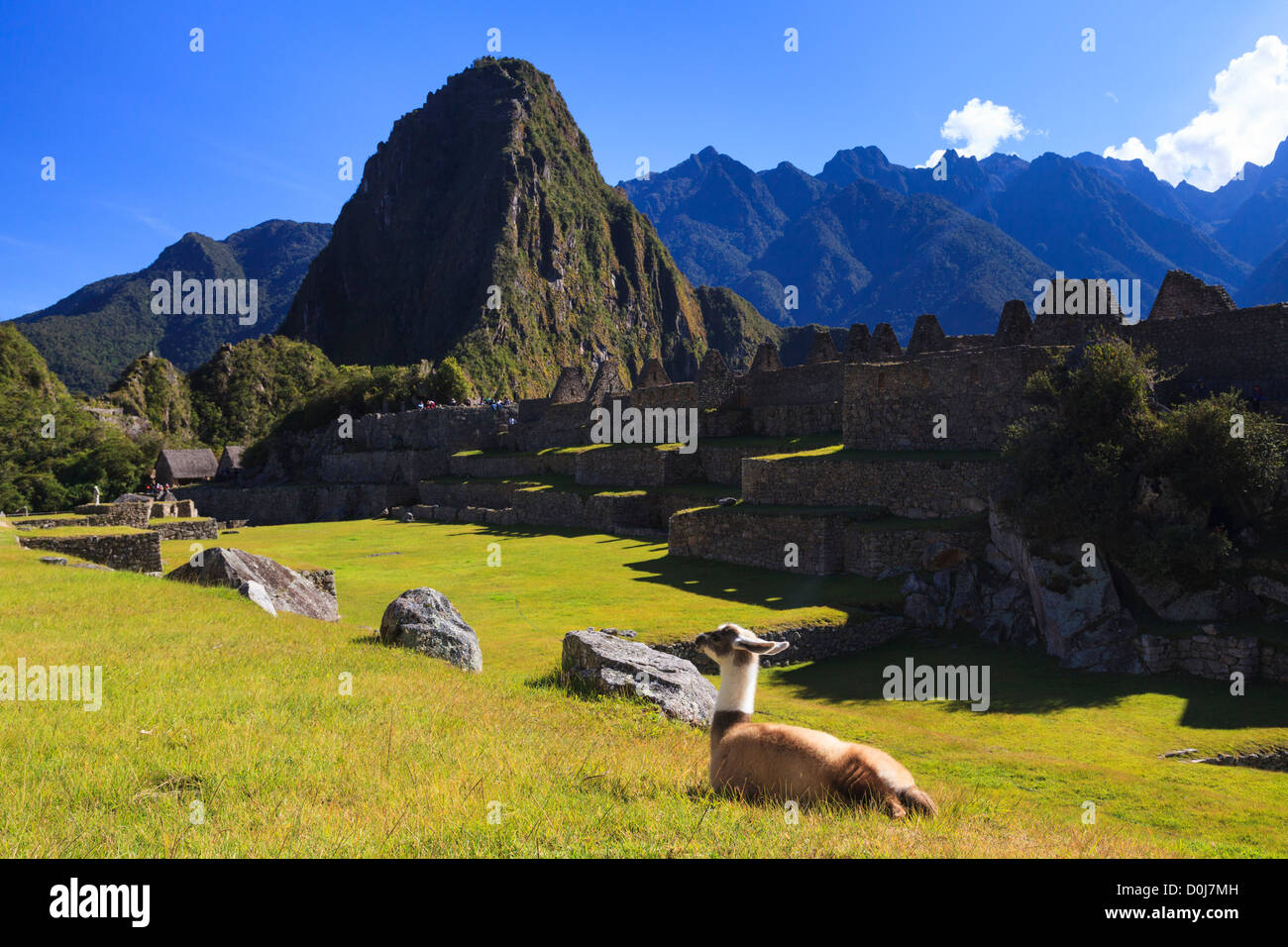 Llama à Machu Picchu, site archéologique, Province de Cuzco, Pérou Banque D'Images