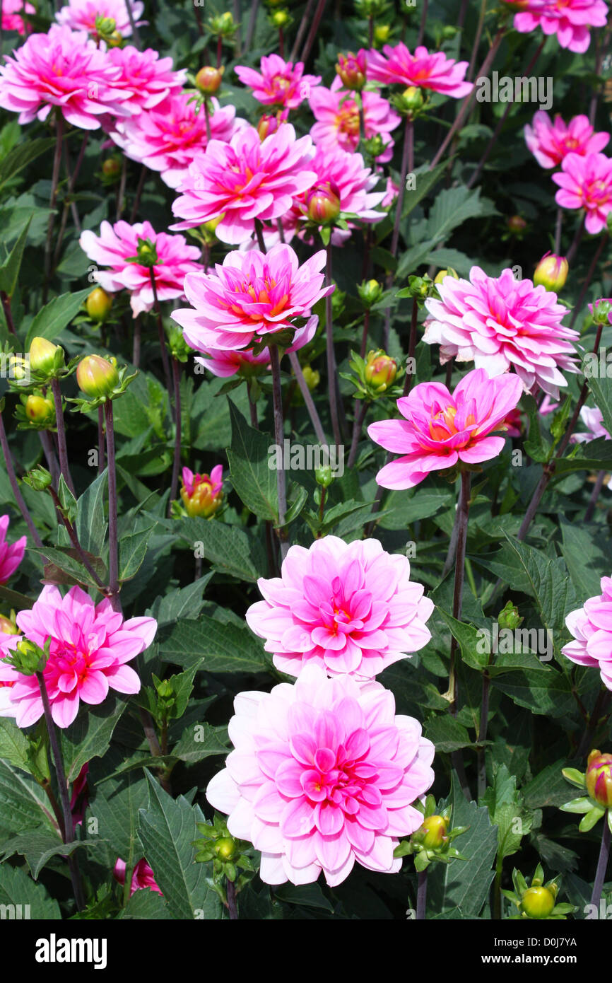 Dahlia rose fraîche dans un jardin de fleurs Banque D'Images