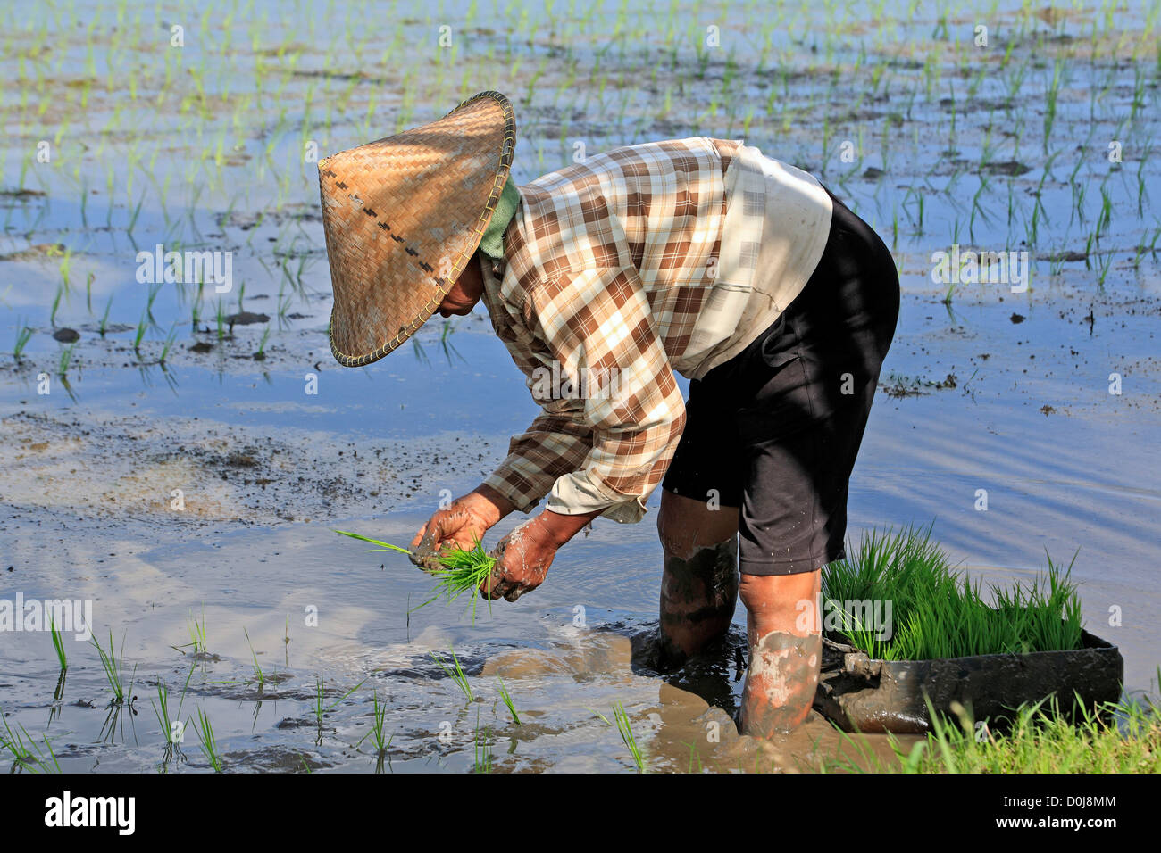 Le repiquage du riz paysan portant un chapeau conique, près d'Ubud. Bali, Indonésie Banque D'Images