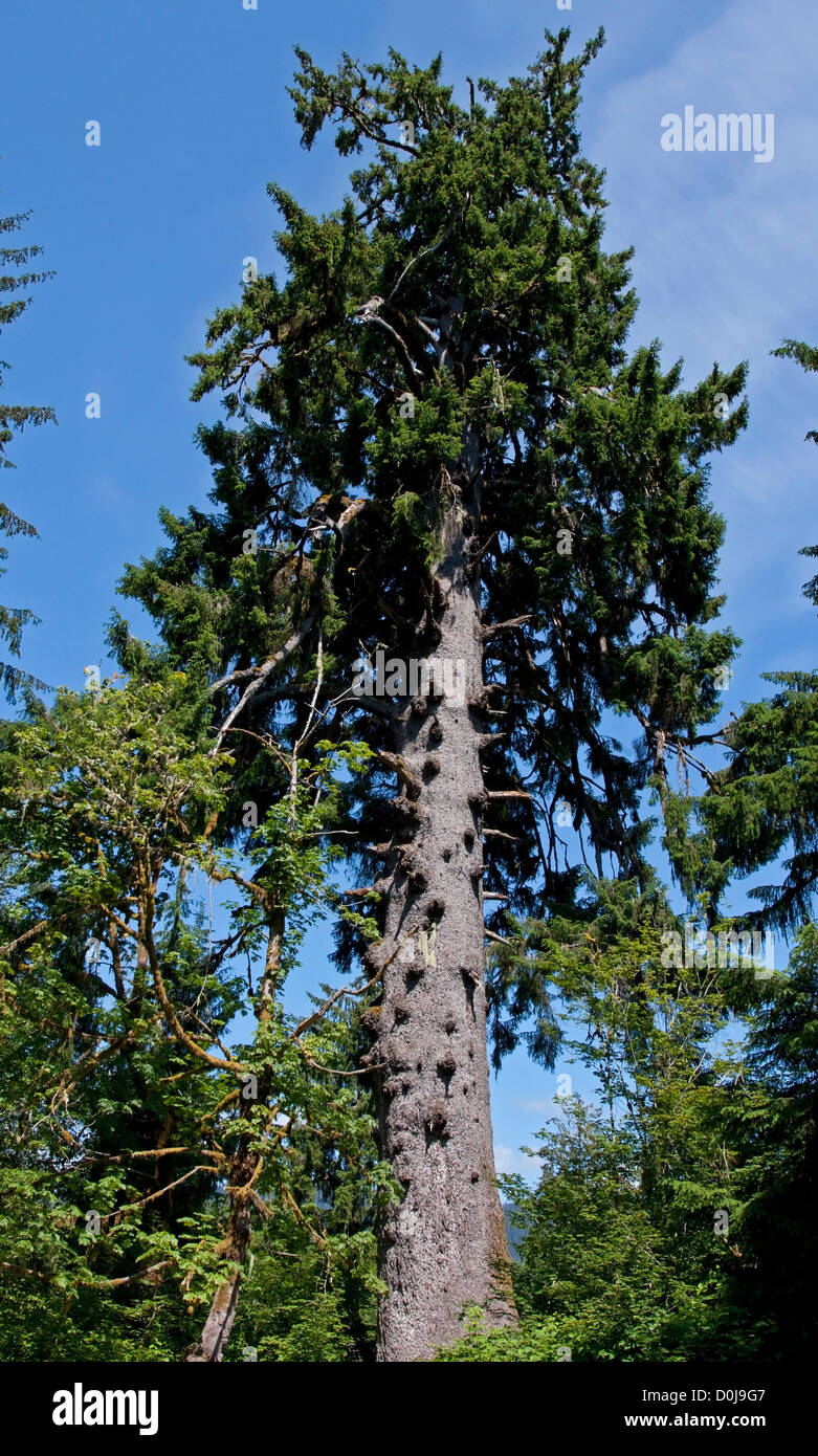 Le plus grand Epicéa de Sitka (Picea sitchensis) arbre dans le monde près du lac Quinault, Washington, USA en juillet Banque D'Images