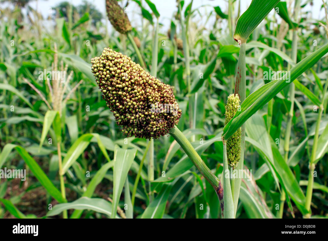 Millet plantes dans un déposée dans le Tamil Nadu, Inde Banque D'Images