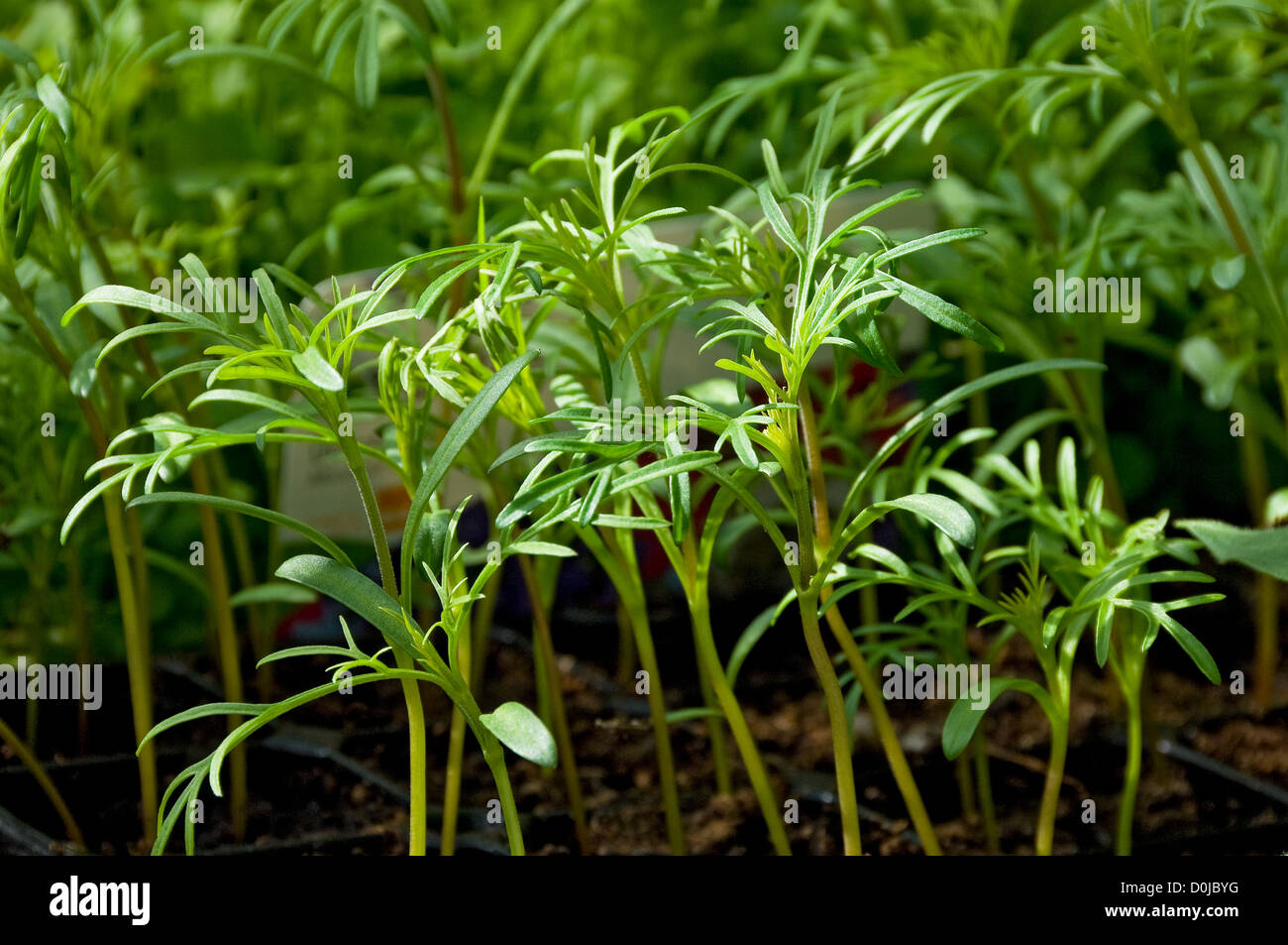 Les semis croissant Cosmos dans une serre Photo Stock - Alamy