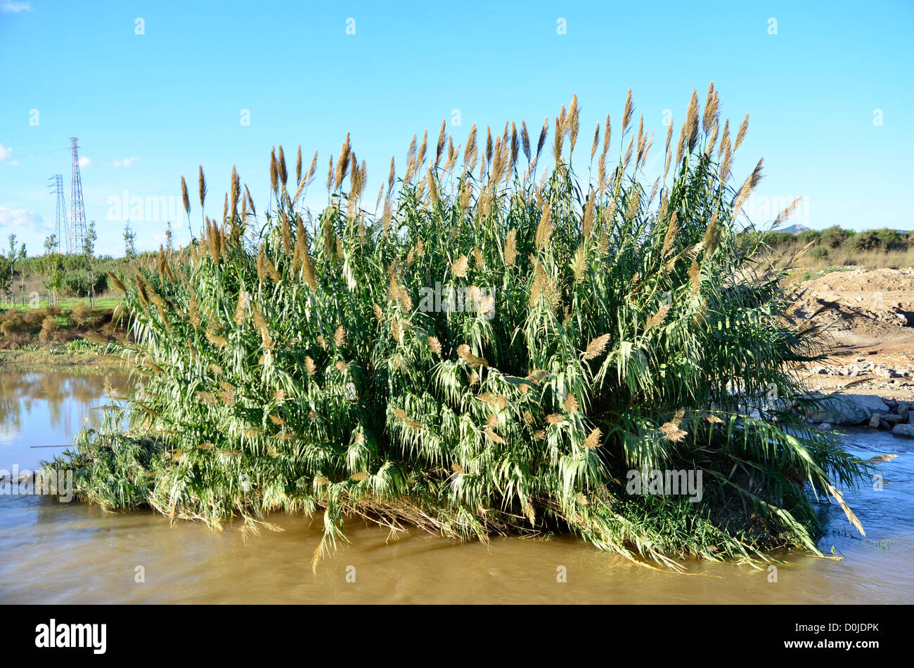 L'île de Reed dans la rivière Llobregat, près de Barcelone Banque D'Images