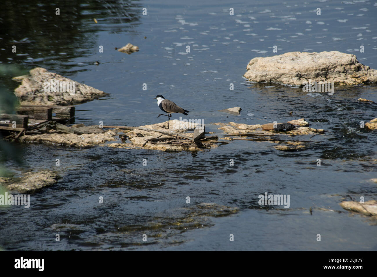 Les tortues à carapace molle et les oiseaux le long de la rivière Alexander, qui découle de la Samarie à la Méditerranée . Banque D'Images