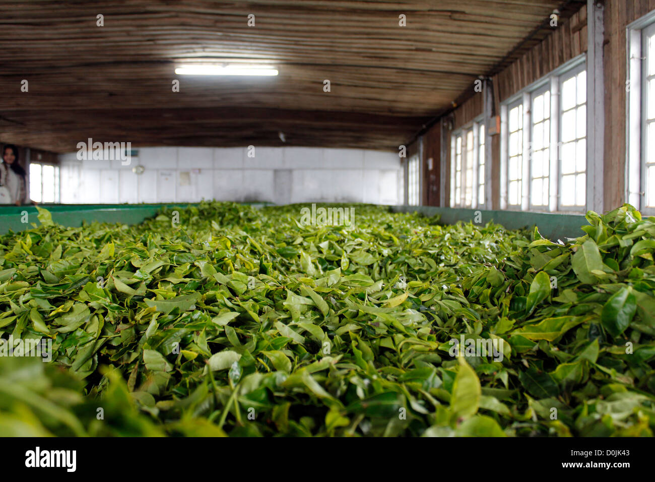 Munnar, usine de thé de l'Inde Banque D'Images