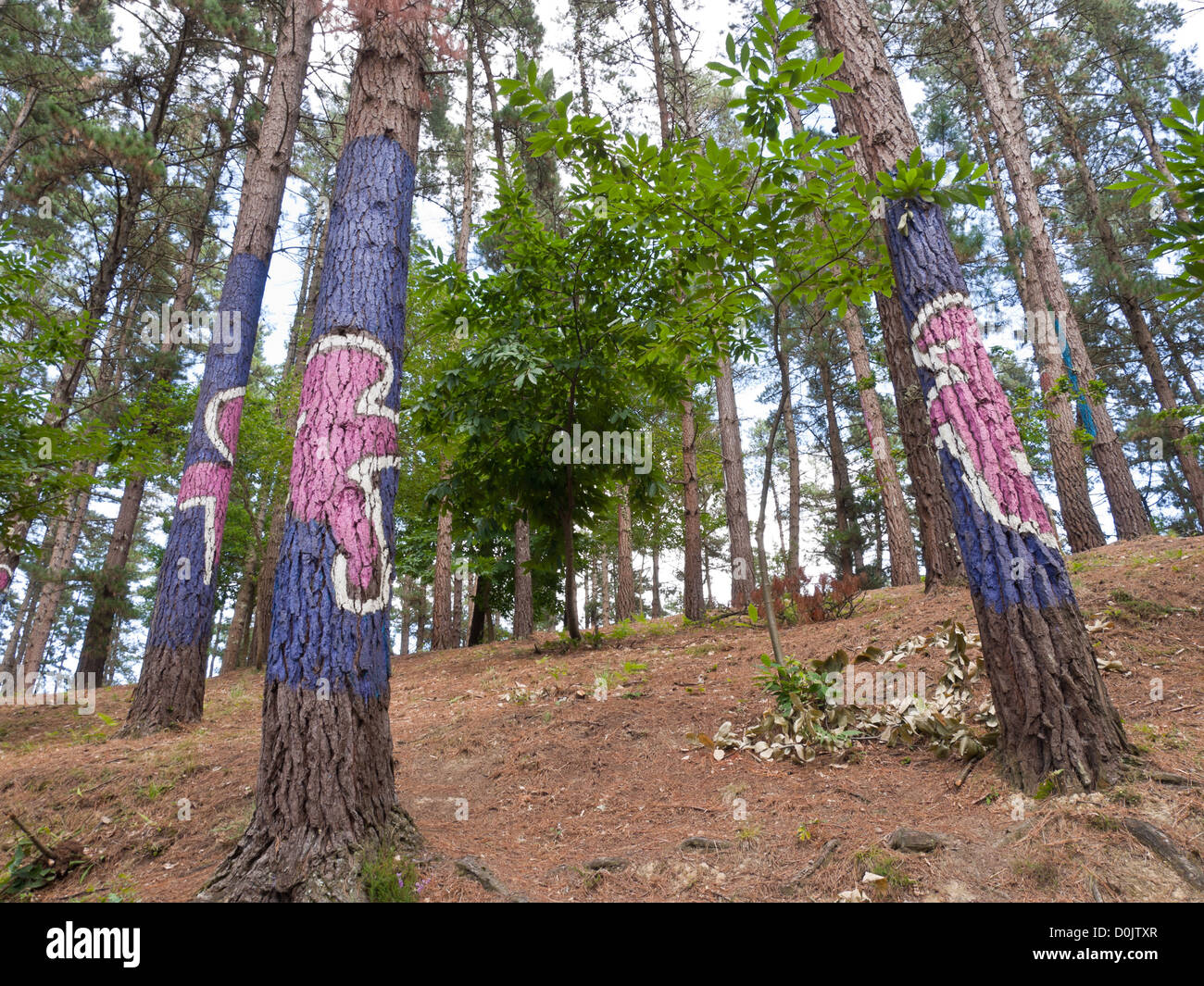 Forêt de l'Oma est une œuvre d'art par Agustin Ibarrola, un sculpteur et peintre basque, dans la réserve naturelle de l'Urdaibai en Espagne Banque D'Images