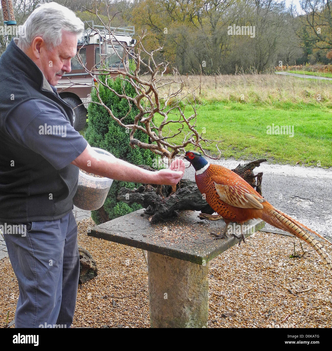 Close-up images sont moins un problème lorsque vous avez la confiance de vos sujets - Sussex Wildlife Photographer David Cole (71) alimente régulièrement les oiseaux sauvages autour de sa maison de campagne et j'ai remarqué qu'un faisan sauvage devient de plus en plus d'apprivoiser, tant et si bien qu'il prendrait les semences de la main de David. La récompense a été le coloré ! Banque D'Images