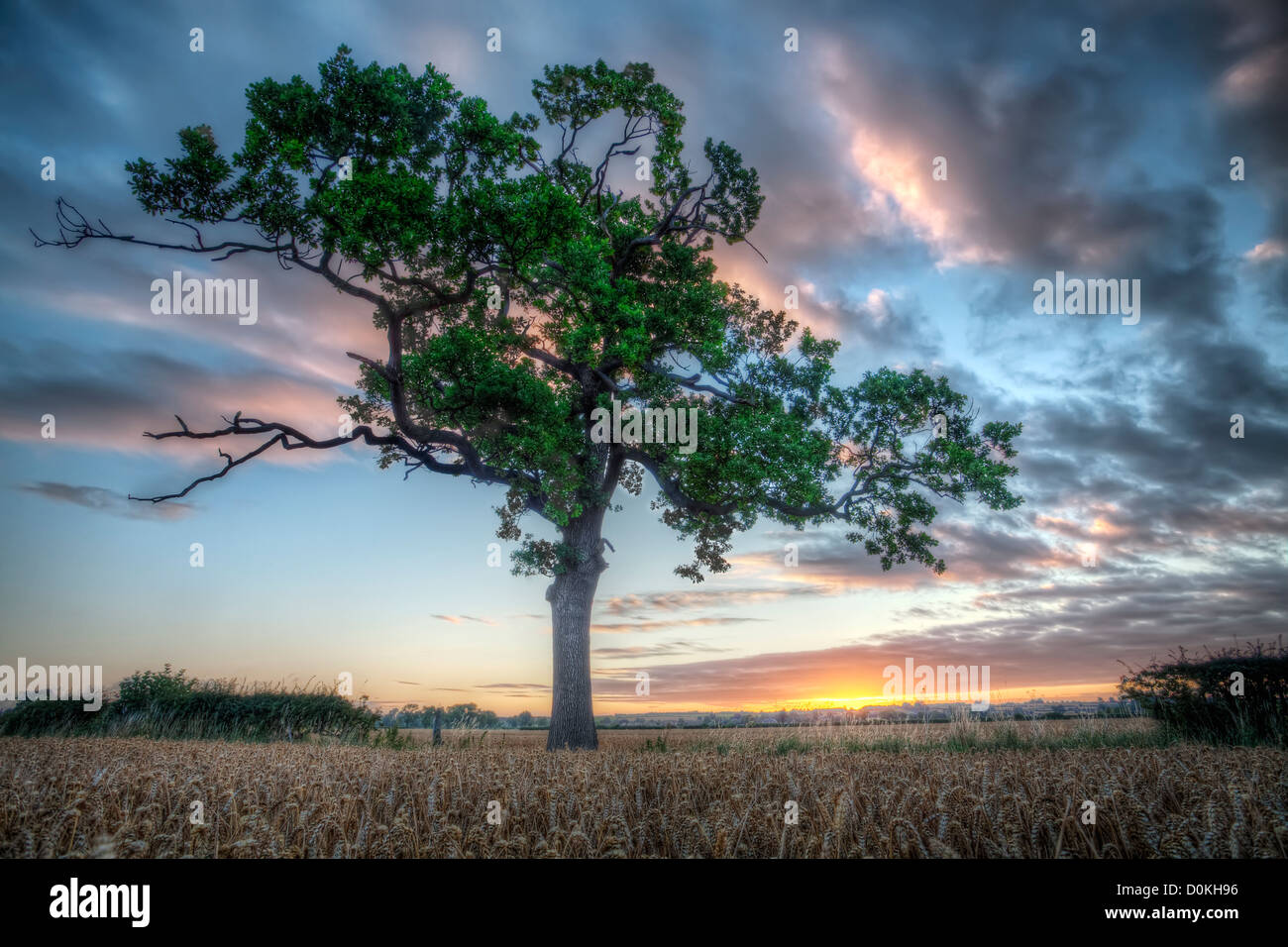 Vue d'un arbre isolé au lever du soleil. Banque D'Images
