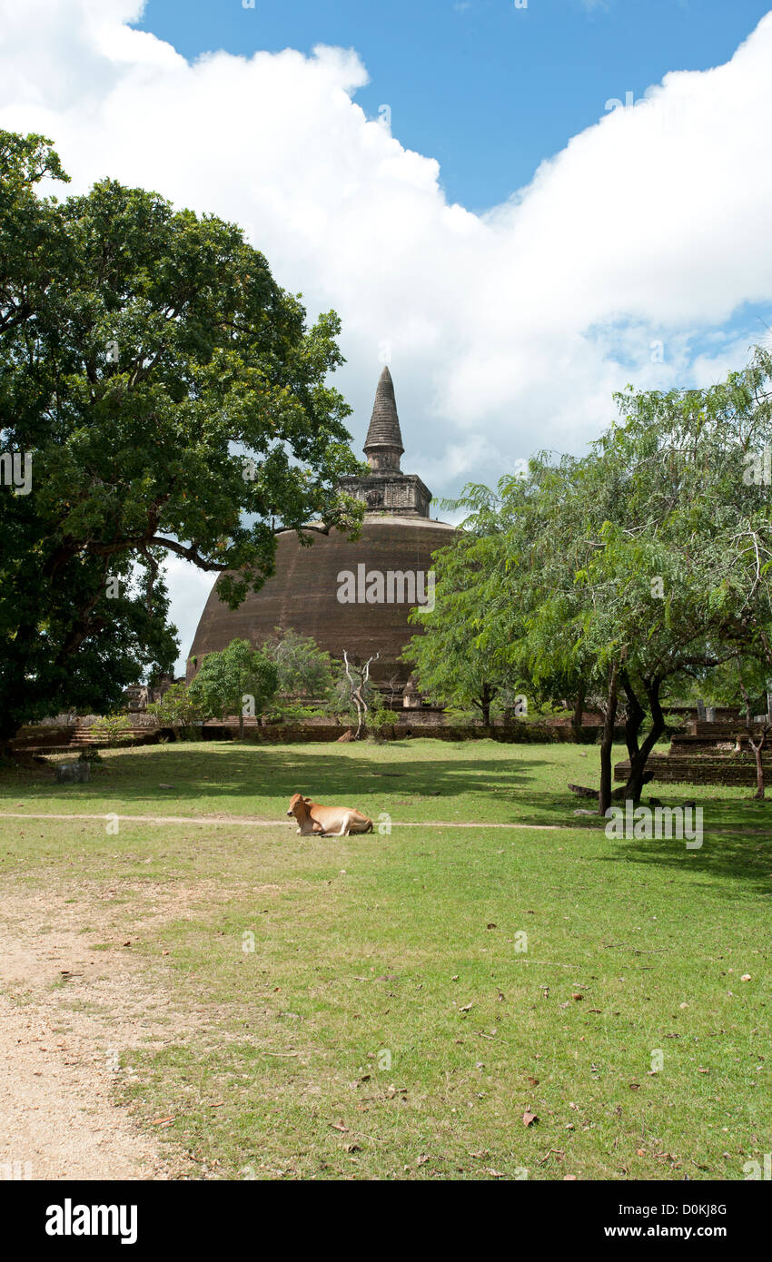 La vache sacrée se trouve devant l'ancienne dagoba de Rankot Vihara à Polonnaruwa Sri Lanka Banque D'Images
