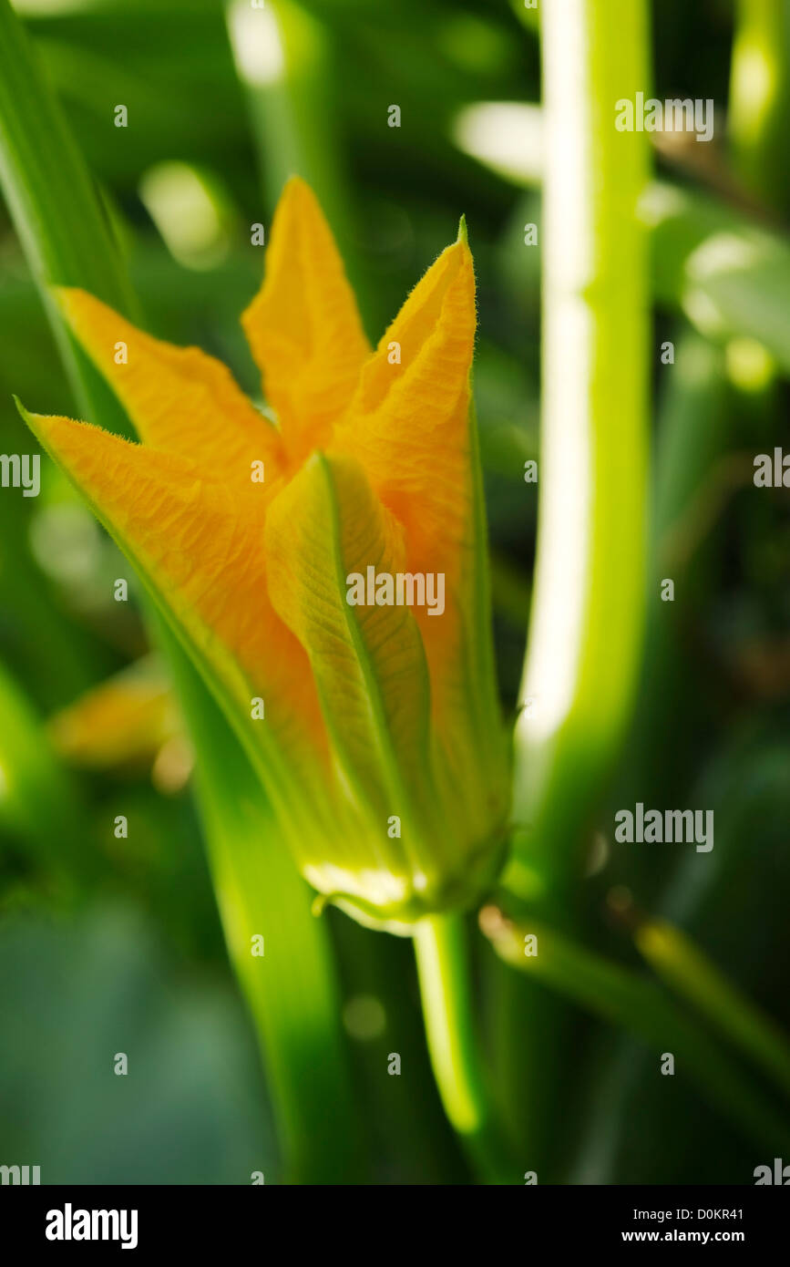 Fleur de courgette, close-up Banque D'Images
