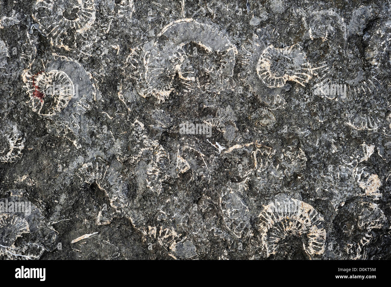 Fossiles d'ammonites intégré dans Pinhay au rocher sur la plage près de la baie de Lyme Regis le long de la Côte Jurassique, Dorset, Angleterre du sud Banque D'Images